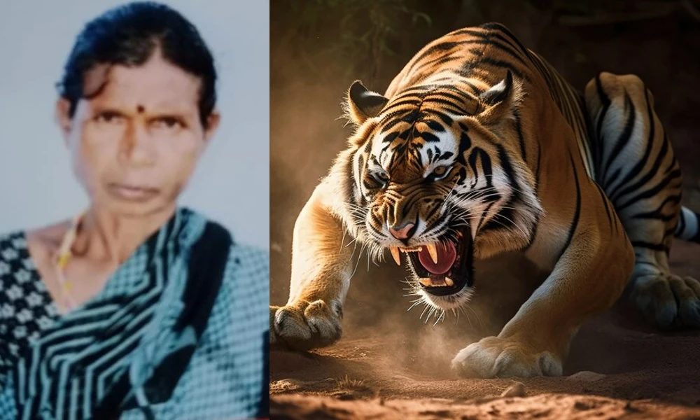 Tiger attack
