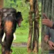 arjuna elephant