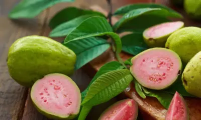 guava leaves benefits