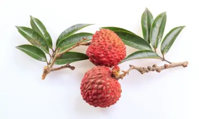 Benefits Of Litchi