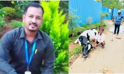 Cow including lineman dies of electric shock