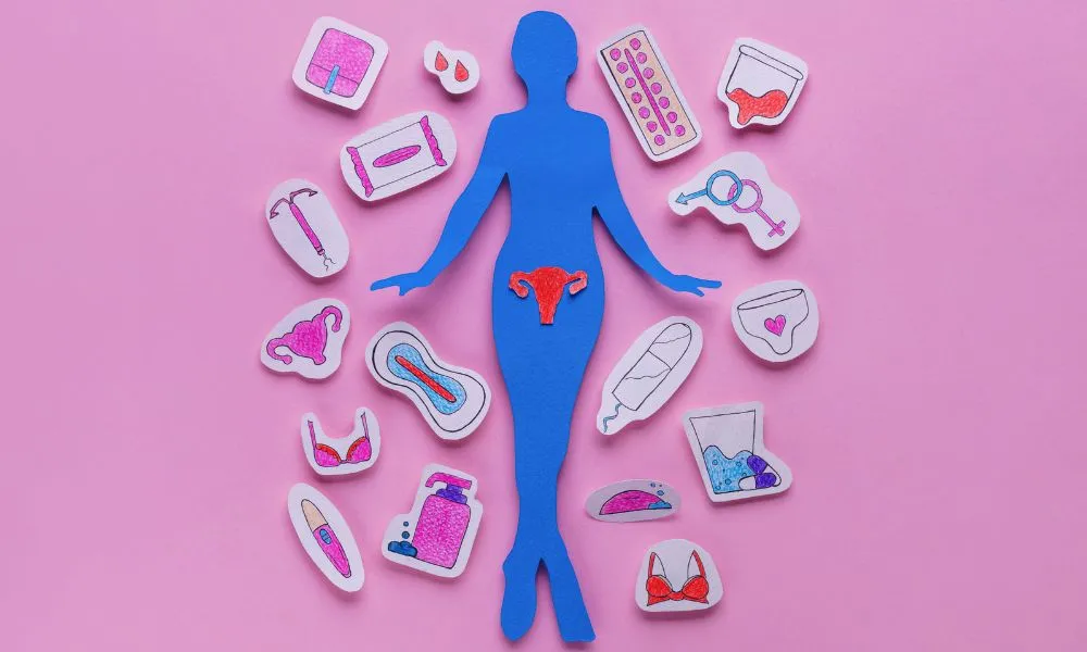 Female Menstrual Cycle Concept