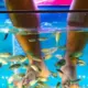 Fish Spa awareness