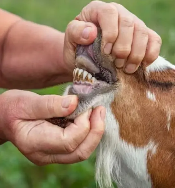 Goat With Plastic Teeth