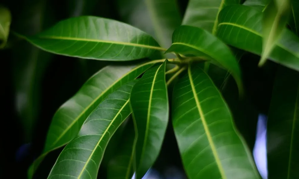 Health Benefits of Mango Leaves