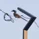 Hornbill bird sighting in Gangavathi