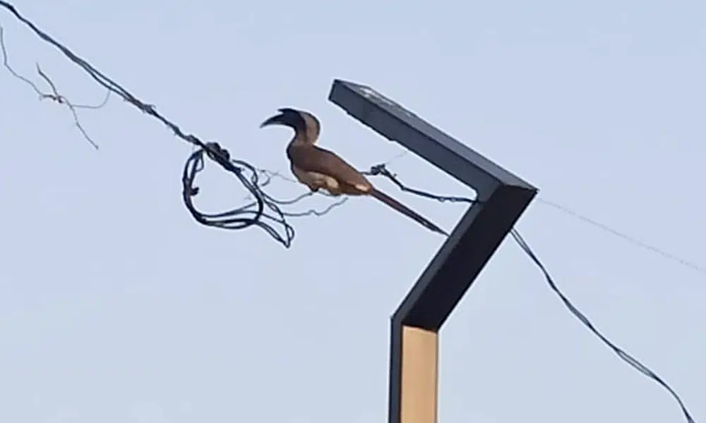 Hornbill bird sighting in Gangavathi