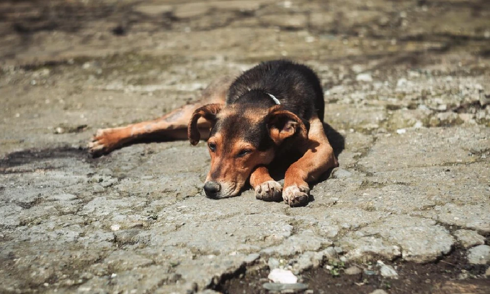 Bengaluru News Poisoning of dogs