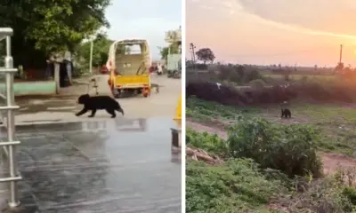 Two bears were spotted in Devasamudra village of Kampli