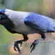Indian Origin Crow