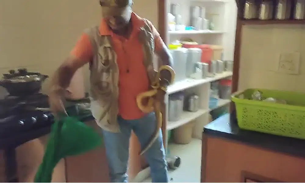 Snake Rescue 