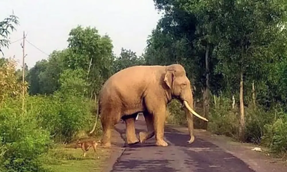 wild elephant attack