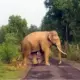wild elephant attack