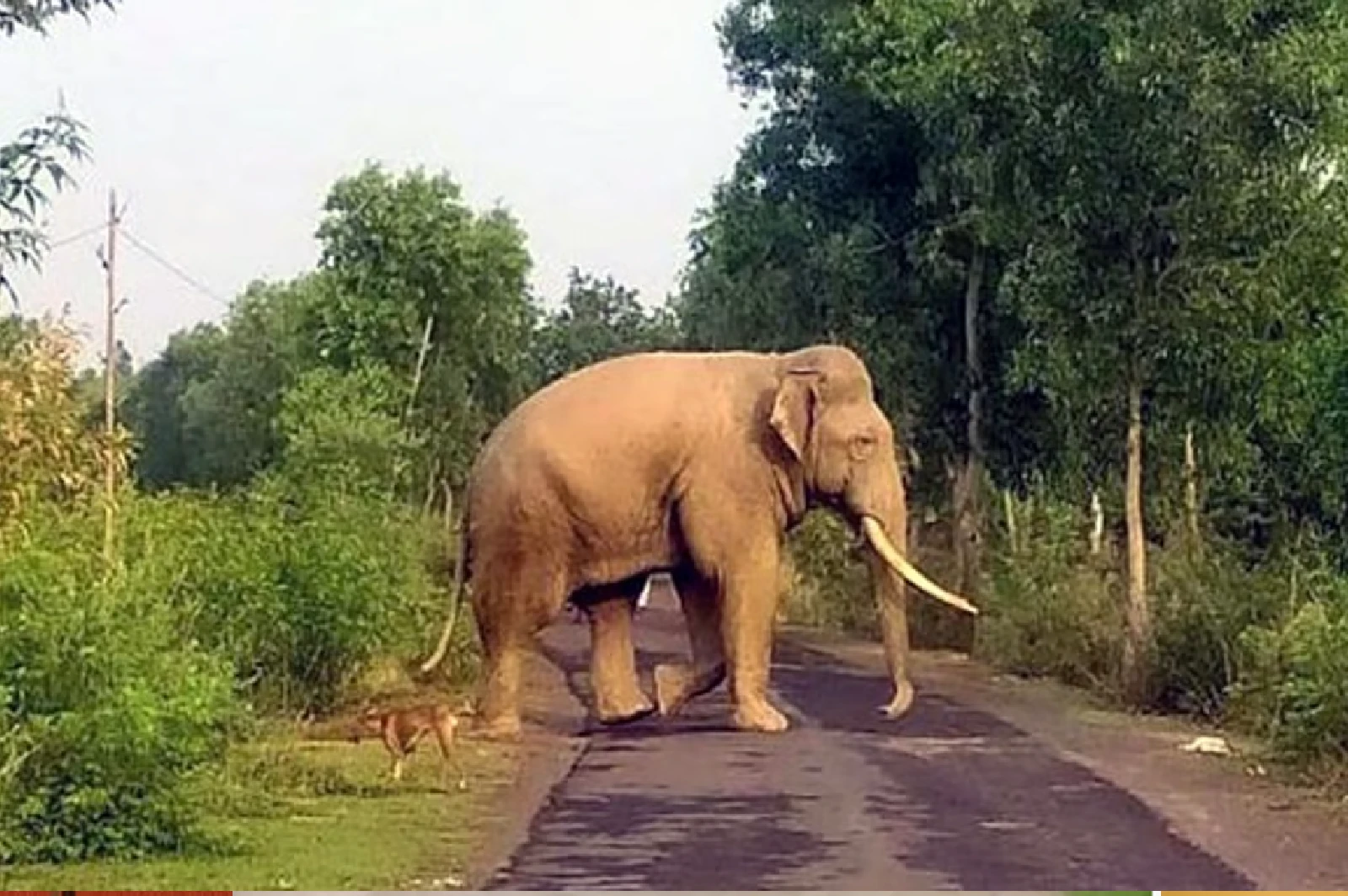 wild elephant attack
