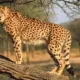 Cheetah Safari