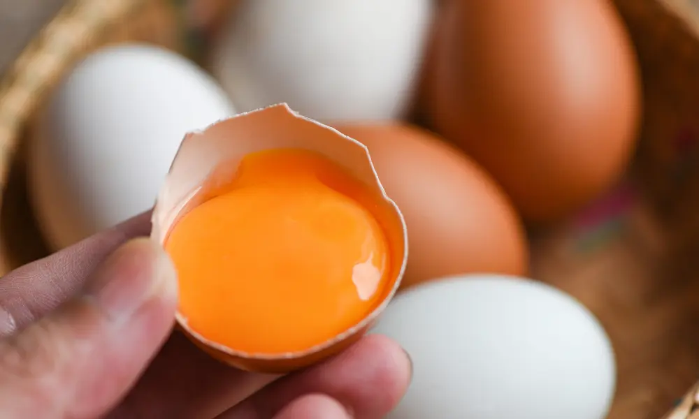 Egg Yolk in Egg Shell