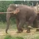 Elephant combing Makna elephant captured near Bannerghatta