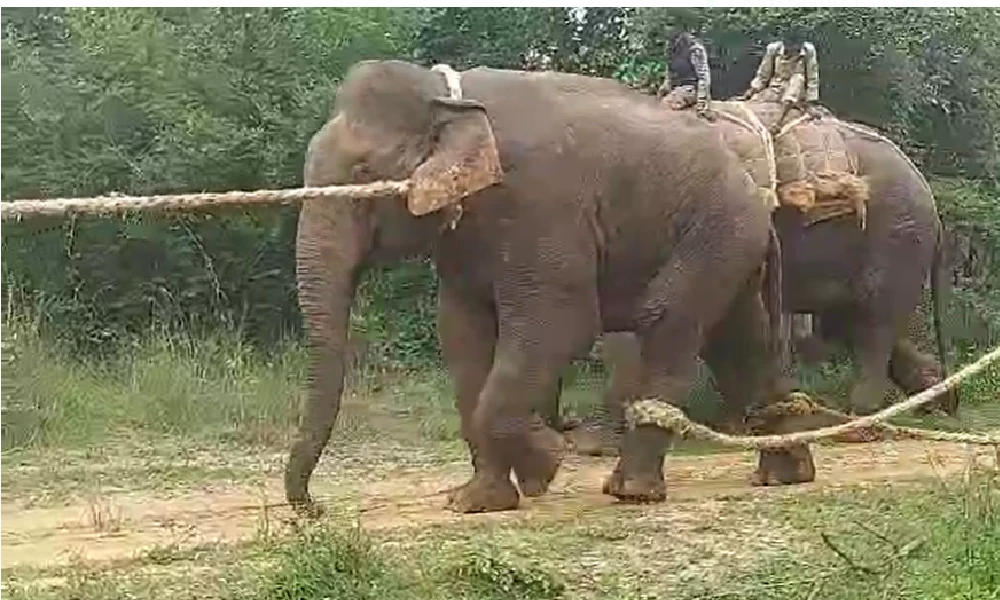 Elephant combing Makna elephant captured near Bannerghatta