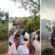 Wild Animal Attack Elephant attack