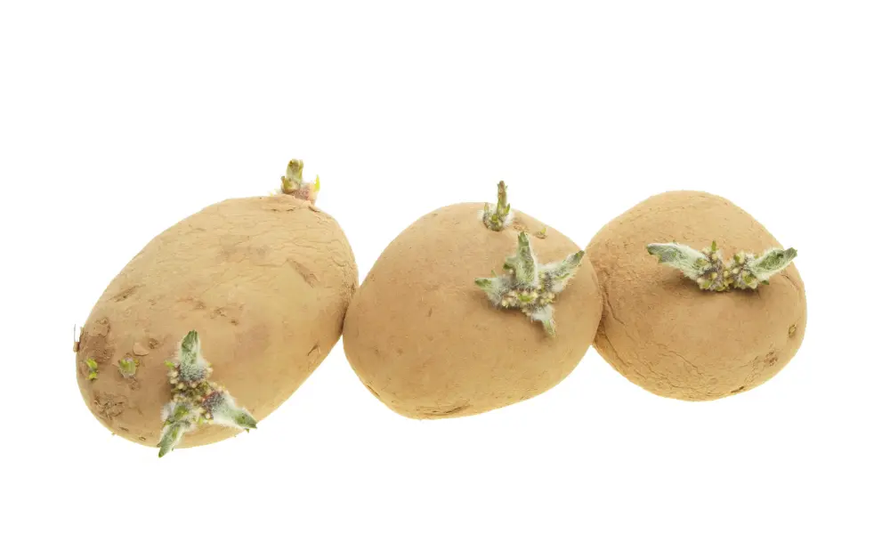 Seedling Potatoes