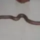 Snake Found