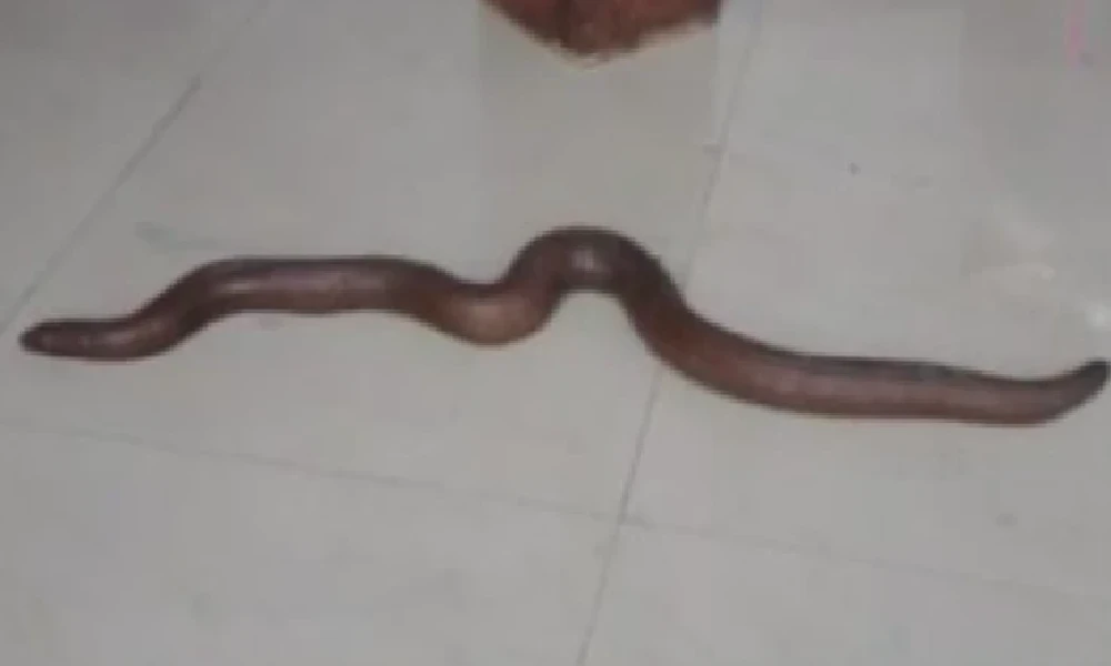 Snake Found