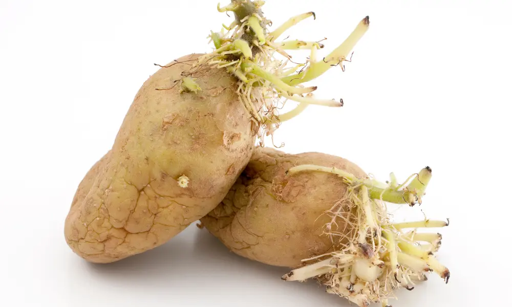 Sprouting potato image
