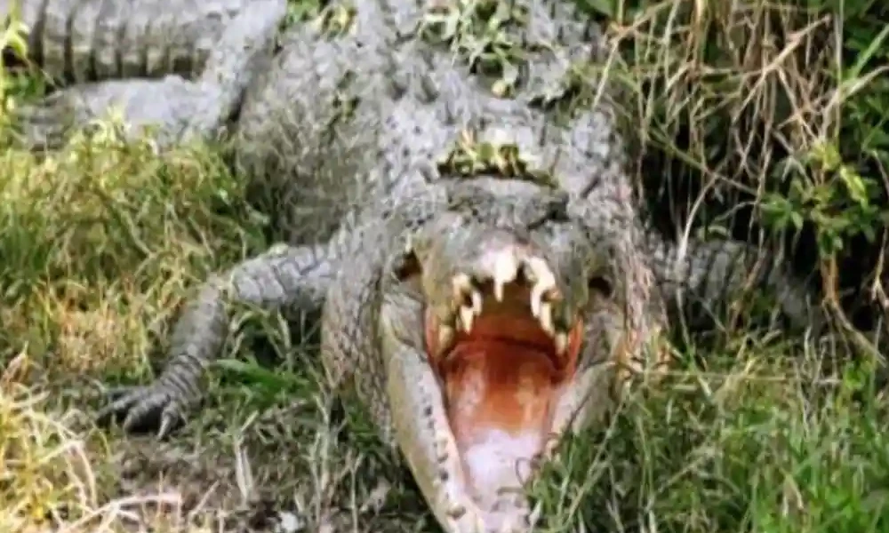 Crocodile Attack 