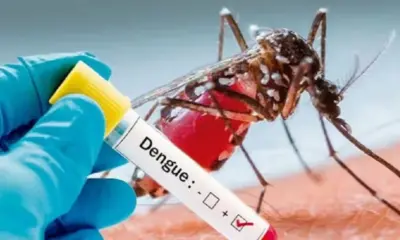 Dengue Scare