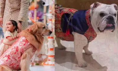 Pets in Designer Outfits
