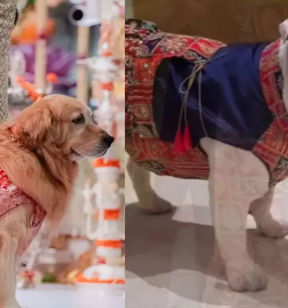 Pets in Designer Outfits