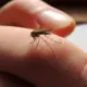 Mosquitoes Bite