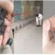 puncture mafia viral video