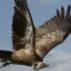 Decline of Vultures
