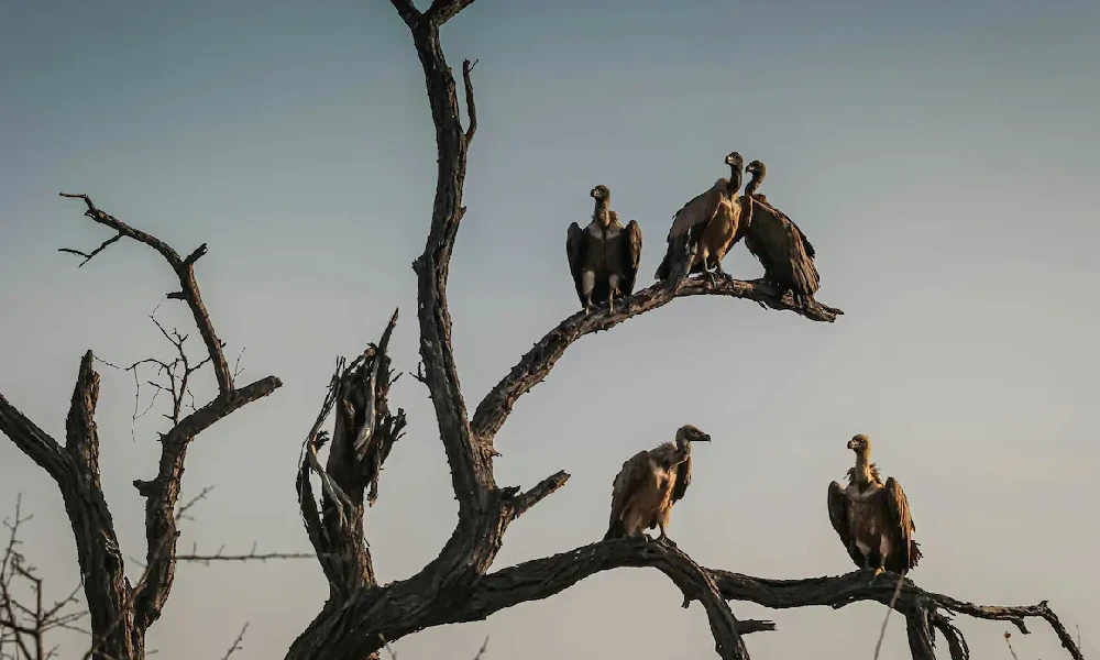 Decline of Vultures