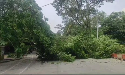 Tree fall