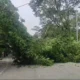 Tree fall