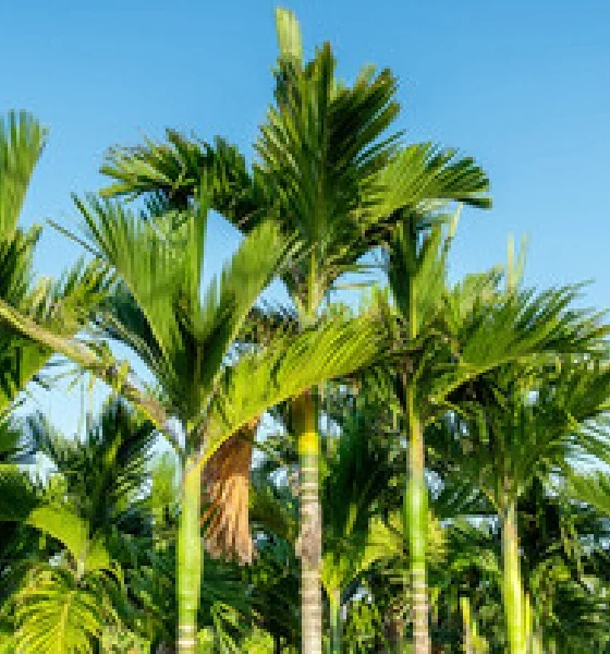 Arecanut Is it true that a large quantity of arecanut was rejected?