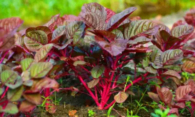 Red Spinach Benefits