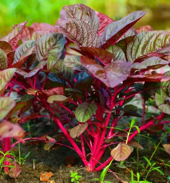 Red Spinach Benefits