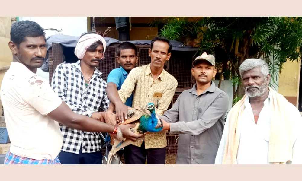 Rescue the injured national bird Peacock at gangavathi