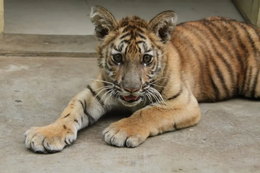 Samyukta Hornad adopted a tiger