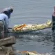 Dead Body in Ganga River