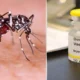 Dengue Vaccine