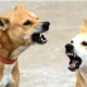 Stray Dogs Attack