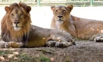 Lion & Lioness Name