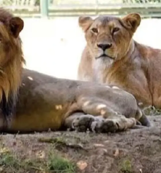 Lion & Lioness Name