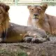 Lion & Lioness Name