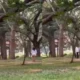 viral video cubbon park