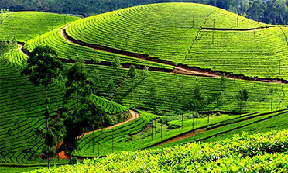 Ooty Tour